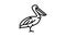 pelican wild bird line icon animation