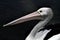 Pelican wildlife of Australia head view
