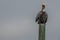 Pelican on a wooden piling