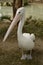 Pelicans at Adelaide zoo posing