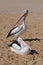 Pelicans Arvo Break in Western Australia