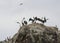 Pelicans on Ballestas Islands in Peru