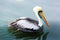 Pelicans on Ballestas Islands,Peru South America in Paracas National park.