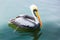 Pelicans on Ballestas Islands,Peru South America in Paracas National park.