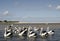 Pelicans and beach