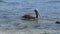 Pelicans at a beach side