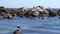 Pelicans at a beach side