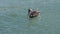 Pelicans at a beach side