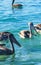 Pelicans birds catch and eat fish in Puerto Escondido Mexico