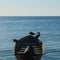 Pelicans on a boat in front of the sea of Cortez
