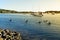 Pelicans and boats on Myall Lake