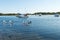 Pelicans and boats on Myall Lake