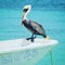 Pelicans in the caribbean sea