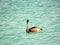 Pelicans in the caribbean sea