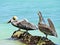 Pelicans in the caribbean sea