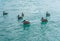Pelicans in Caribbean sea. Six birds in turquoise water. Nature background or wallpaper. Animals wildlife. Puerto Morelos. Yucatan