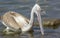 Pelicans catching fish near Lake Hora, Ethiopia