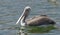 Pelicans catching fish near Lake Hora, Ethiopia