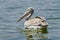 Pelicans catching fish near Lake Hora, Ethiopia