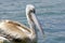 Pelicans catching fish near Lake Hora, Ethiopia