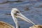 Pelicans catching fish near Lake Hora, Ethiopia