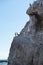 Pelicans on a Cliff Top, clear blue sky background