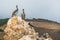 Pelicans on a cliff top, clear sky on background.