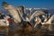 Pelicans compete to grab fish in shallows