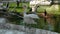 Pelicans and cormorants in the aviary of the zoo