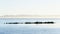 Pelicans and Cormorants on Rocks in San Francisco Bay