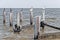 Pelicans, cormorants and sea gulls at the coast of Alabama