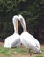 Pelicans couple - Pelecanus onocrotalus