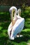 Pelicans couple at Sea Garden zoo Varna Bulgaria