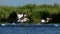 Pelicans in the Danube Delta