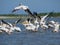 Pelicans in Danube Delta,Romania