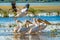 Pelicans in the Danube Delta, Romania. A common sight for the to