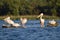 Pelicans from Danube Delta wildlife