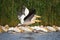 Pelicans from Danube Delta wildlife