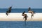 Pelicans diving for fish