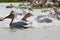 Pelicans, Djoudi national park