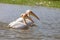 Pelicans, Djoudi national park