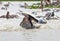 Pelicans, Djoudi national park