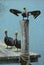 Pelicans on a Dock