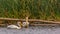 Pelicans and ducks in lake Utah against grasses