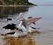 Pelicans Elongated Beaks in Opposition