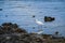 Pelicans explore rocks at the beach to find food.