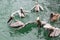 Pelicans Feeding in Green Water
