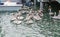 Pelicans Feeding Near Fishing Boats