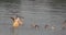 Pelicans Fighting Seagulls on Danube