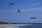 Pelicans fishing on beach of Puerto Escondido